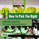 Grow Lights above plants with the text: How to pick the right Grow Lights for your Greenhouse