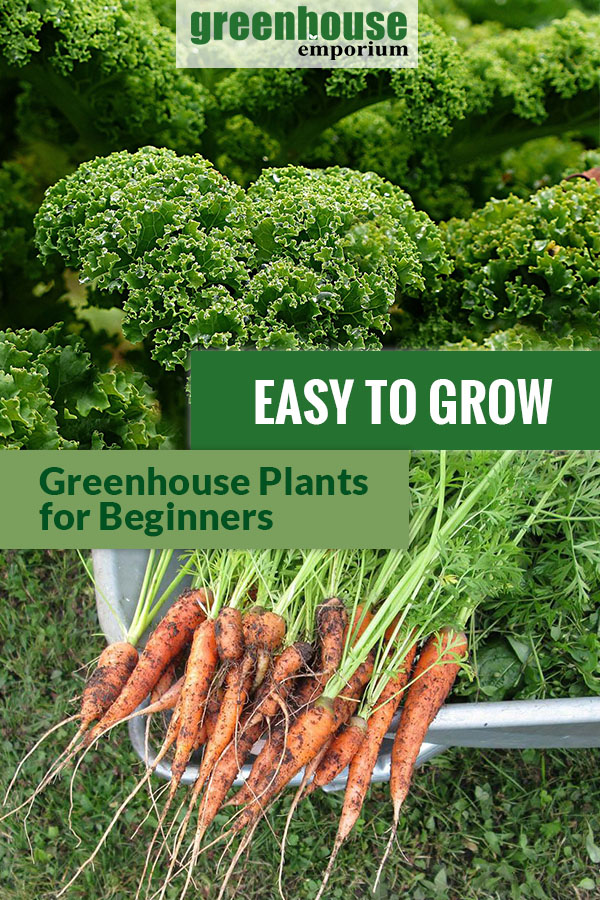 To Grow Plants For Greenhouse Beginners, Vegetable Garden Plants List