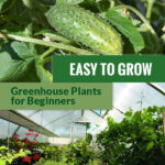 Cucumbers on top and the interior view of a greenhouse at the bottom with the text in the middle: Easy To Grow Greenhouse Plants for Beginners
