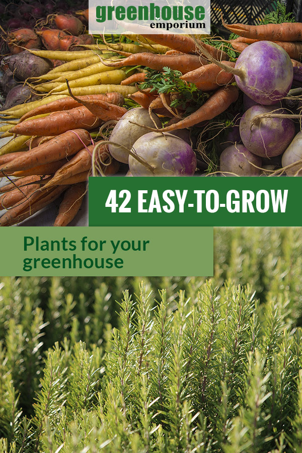 Root vegetables on top and rosemary at the bottom with the text: 42 Easy-to-grow Plants for your Greenhouse