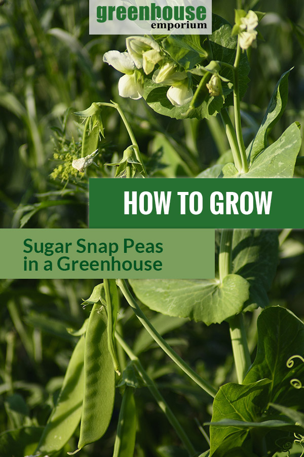 Sugar Snap Pea plant in the sun with the text: How to grow sugar snap peas in a greenhouse