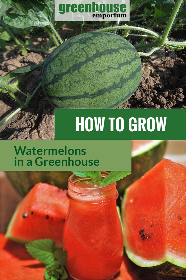 Above is a planted ripe and green watermelon and below is a glass of watermelon juice with mint as garnish and some watermelon slices around with texts saying How to Grow watermelons in a Greenhouse