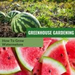 Upper image with watermelons growing in a garden plantation, lower image with watermelon slices with the text: Greenhouse Gardening, How to Grow Watermelons