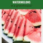 Watermelon slices with the text: Can You Grow Watermelons in a Greenhouse?