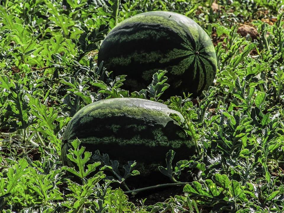 Two ripe green watermelons with lots of leaves around them