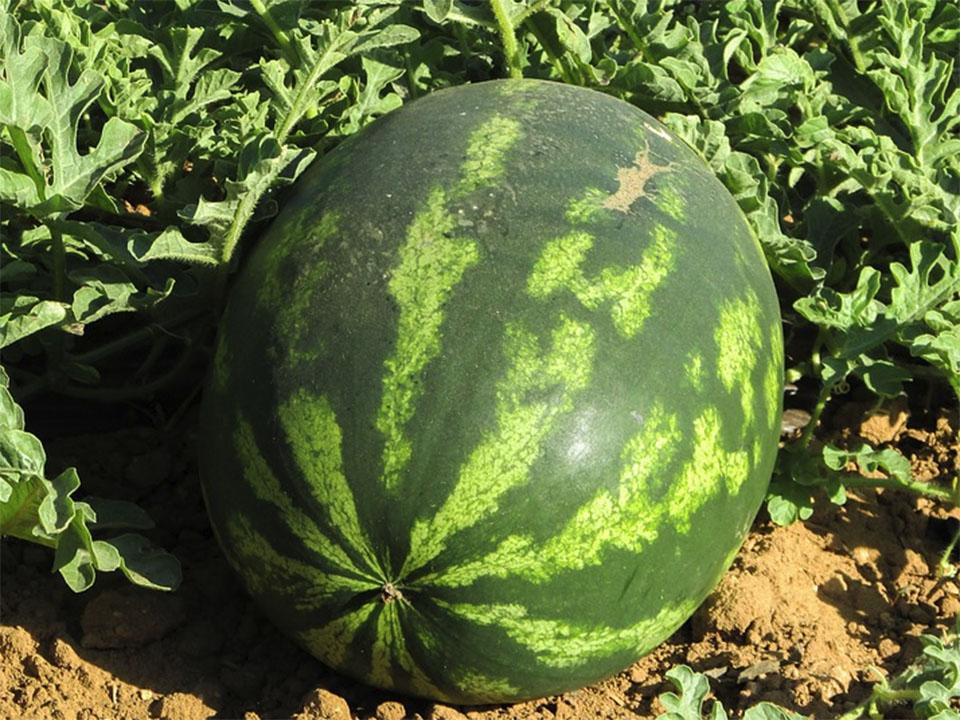 Ready to harvest ripe watermelon in a garden