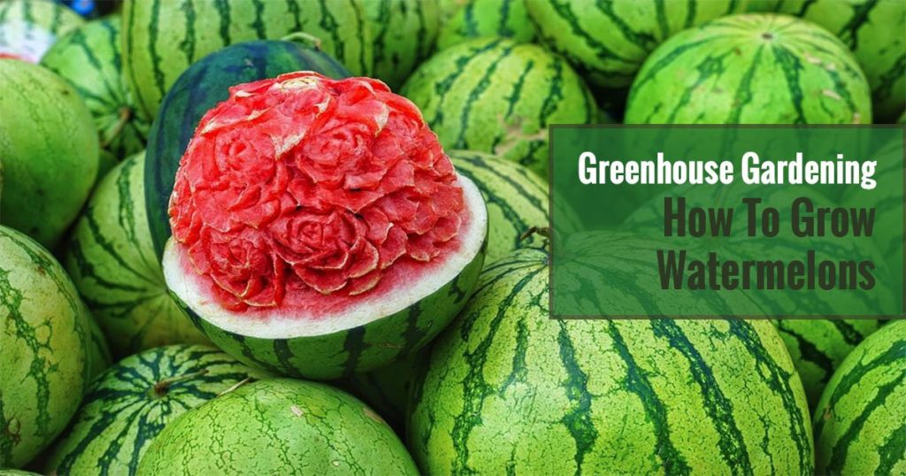 A rose-designed red watermelon together with a few more green striped watermelon. The text in the green box says Greenhouse Gardening - How To grow Watermelons