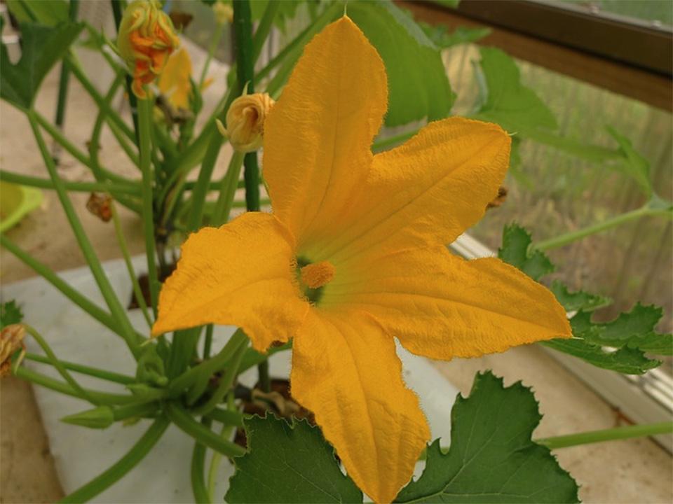 A yellow watermelon flower