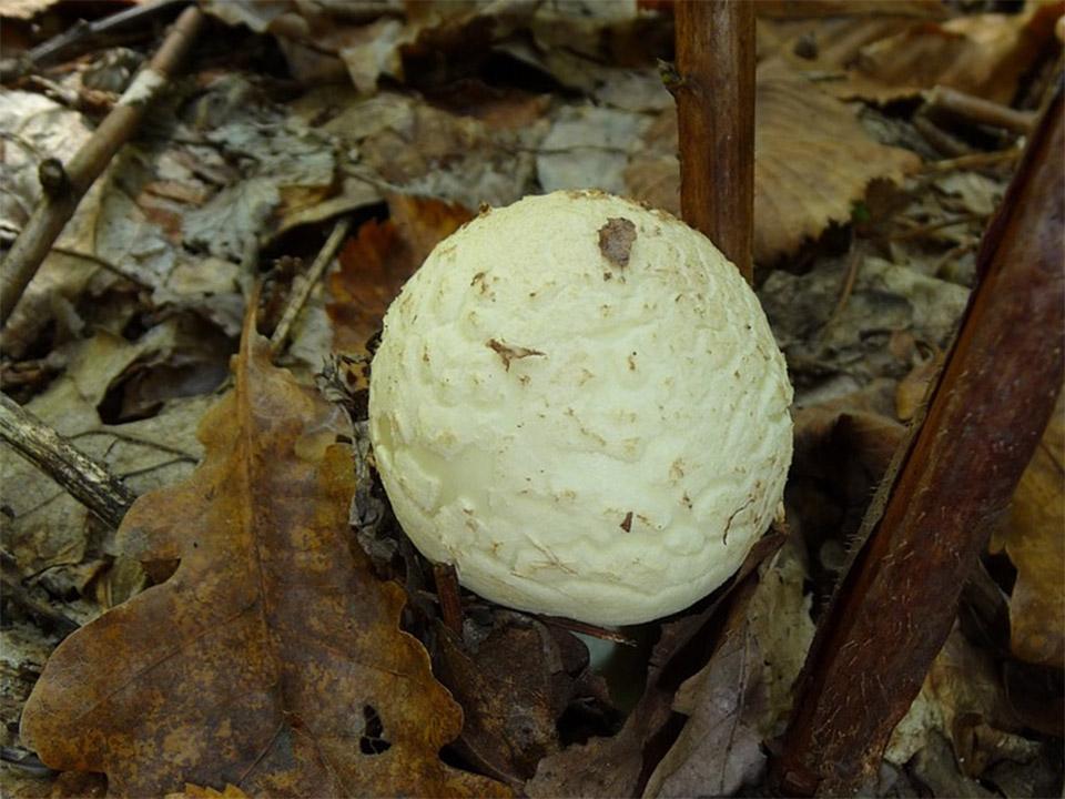 A white death cap mushroom in the woods
