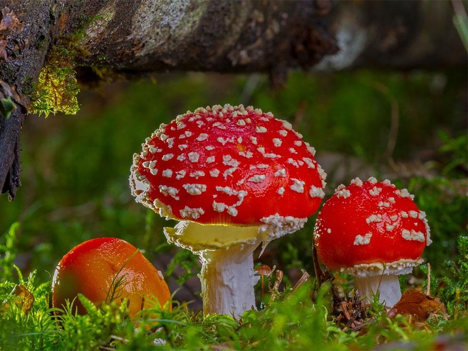 Three red fly agaric mushrooms on the ground
