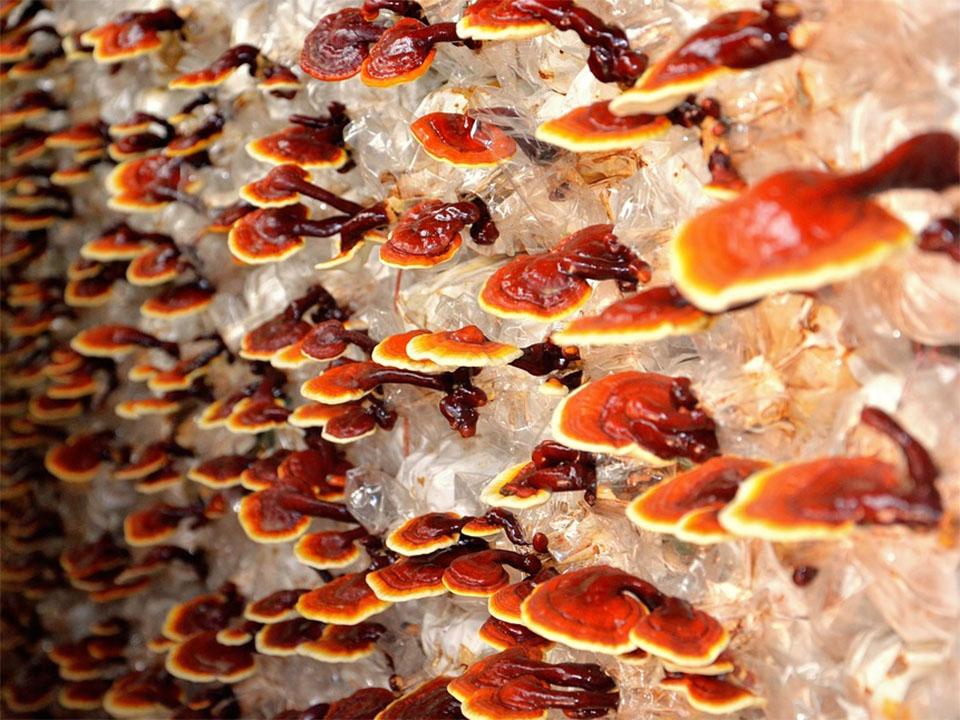 Several Reishi mushrooms in a controlled environment