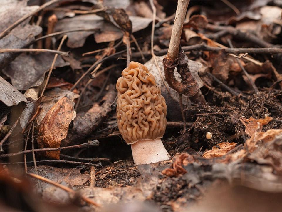 Morel mushroom in the middle of the woods