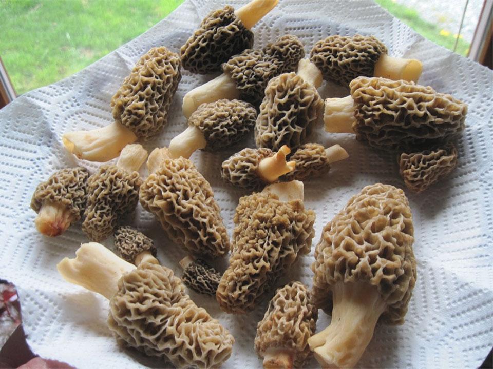 Several harvested morels place on a tissue paper