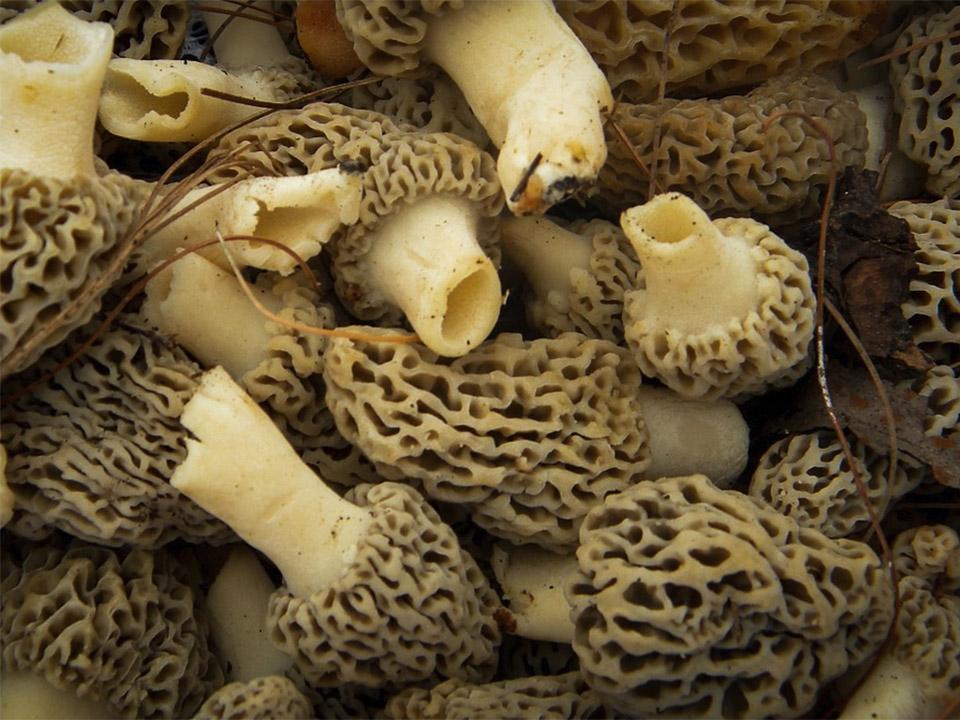 Several harvested brown morel mushrooms