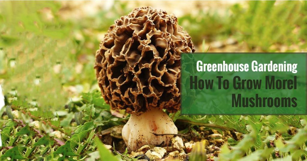 A morel mushroom with grasses around it and text in the green box saying Greenhouse Gardening - How to Grow Morel Mushrooms
