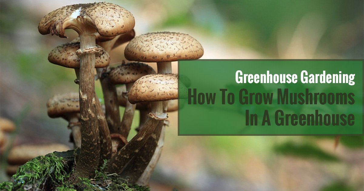 Brown mushrooms growing on a bark of a tree with texts in the green box saying Greenhouse Gardening How To Grow Mushrooms In A Greenhouse