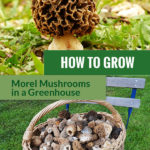 On the upper part is a brown Morel mushroom on the ground. Below are harvested morel mushrooms placed in a basket on a chair. Text says How to Grow Morel Mushrooms in A Greenhouse