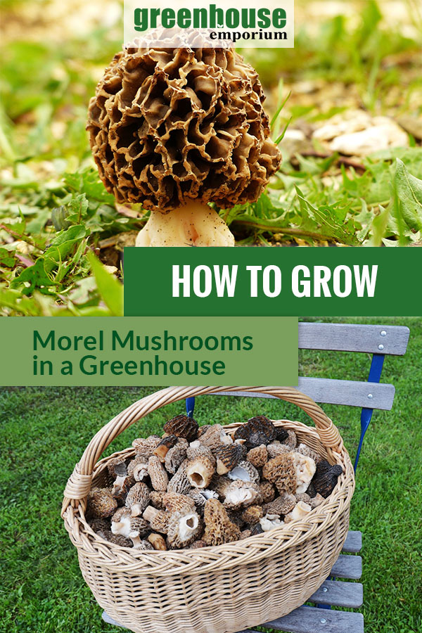 On the upper part is a brown Morel mushroom on the ground. Below are harvested morel mushrooms placed in a basket on a chair. Text says How to Grow Morel Mushrooms in A Greenhouse