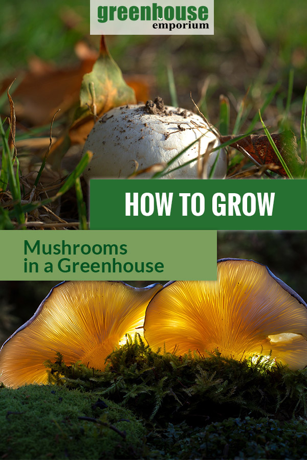 On the upper part is a brown Morel mushroom on the ground. Below are harvested morel mushrooms placed in a basket on a chair. Text says How to Grow Morel Mushrooms in A Greenhouse