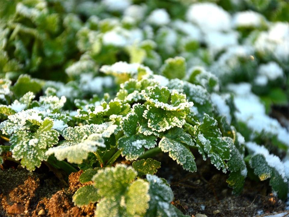 Green leaves with snow on it