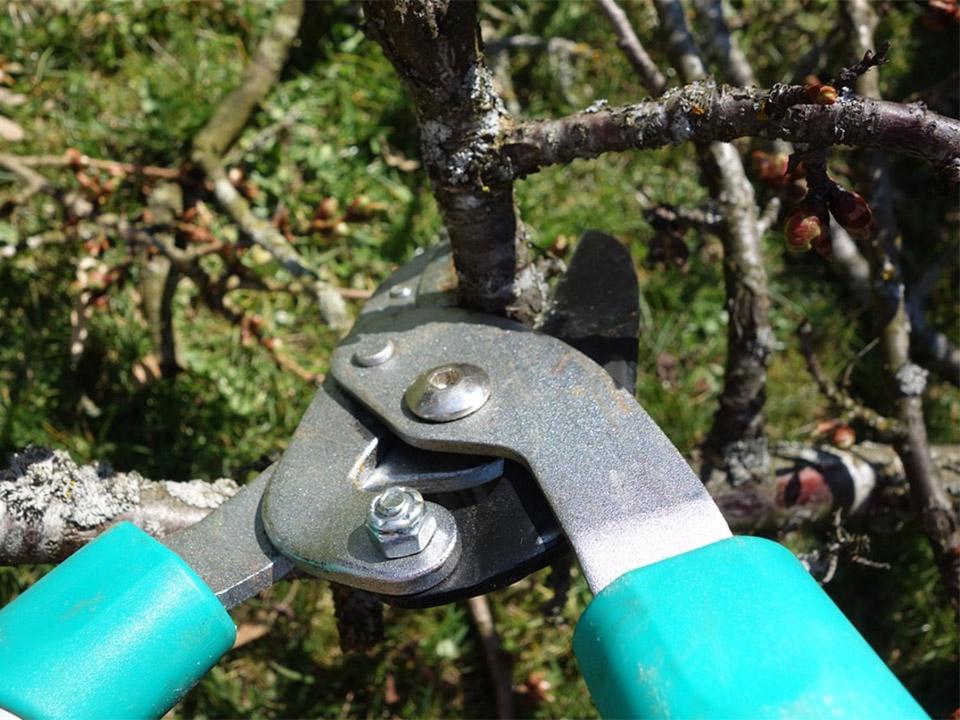 A light blue pruning tool cutting a branch of a tree