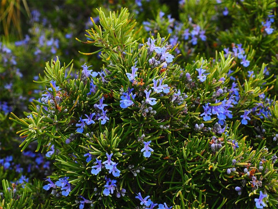 Planted rosemary with blossoming flowers