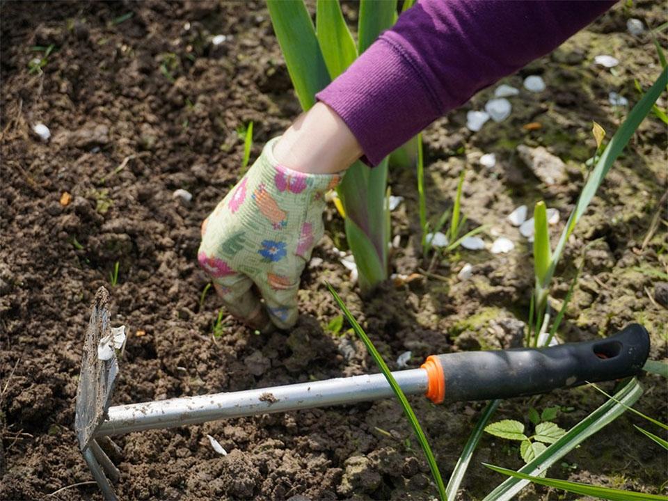 A gardener removing weeds using a rake