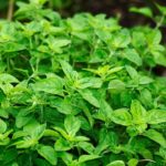 Oregano plant grown in a greenhouse