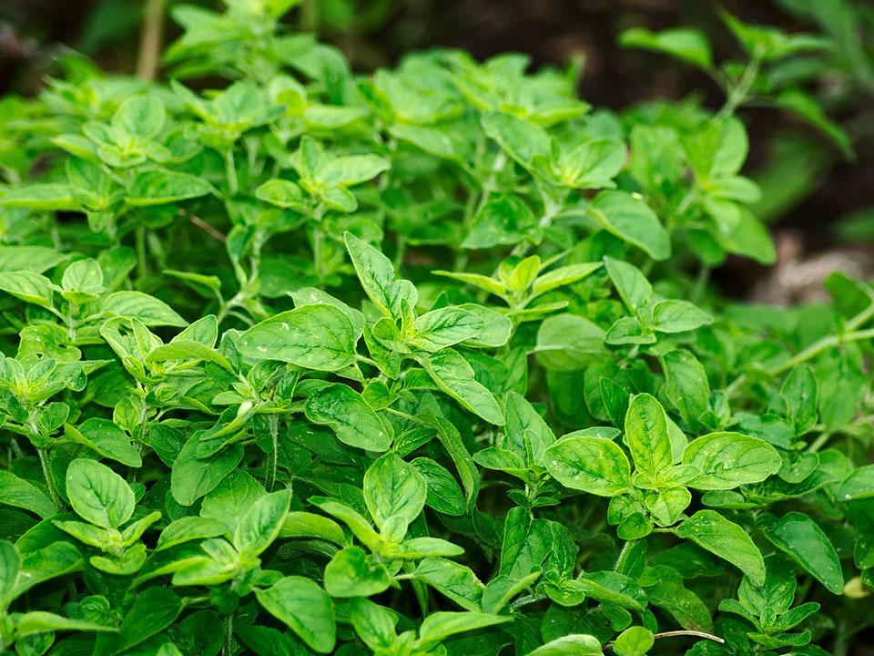 Oregano plant grown in a greenhouse