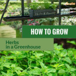 Shelves in a greenhouse with herbs and the text: How to grow herbs in a greenhouse