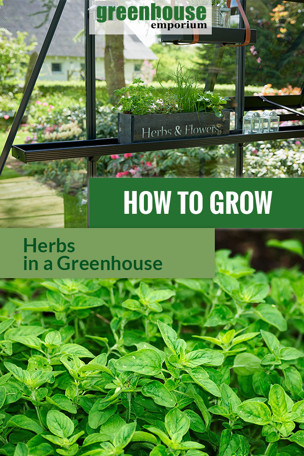 Shelves in a greenhouse with herbs and the text: How to grow herbs in a greenhouse