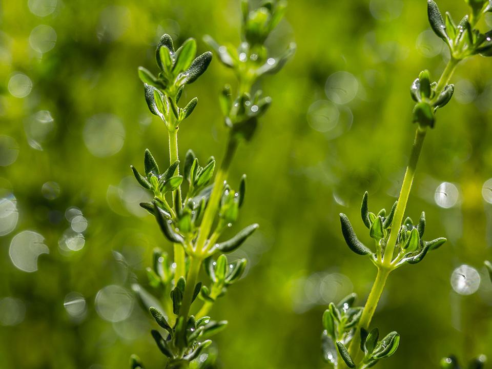 Thyme plant in a greenhouse