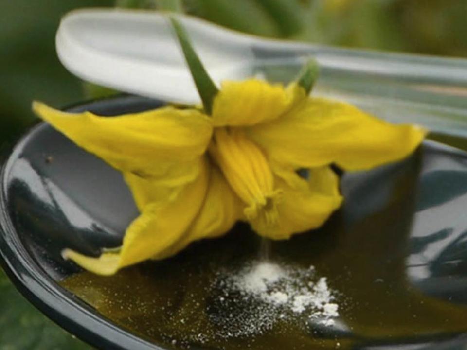 Pollinating a yellow tomato flower using Vegi Bee Pollinator