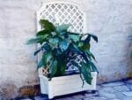 Calypso Planter White