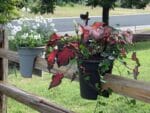 Two ELHO Round Corsica Flower Bridge Planters