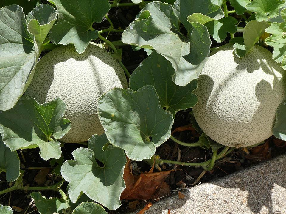 Two cantaloupe fruits that are ready to harvest
