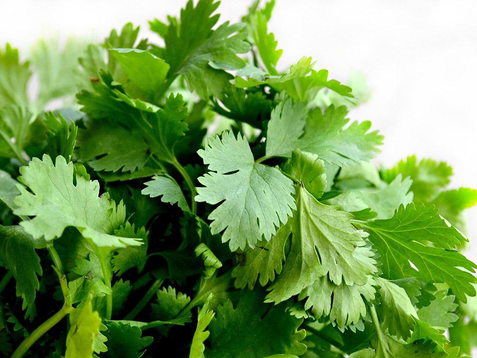 A bunch of green cilantro leaves