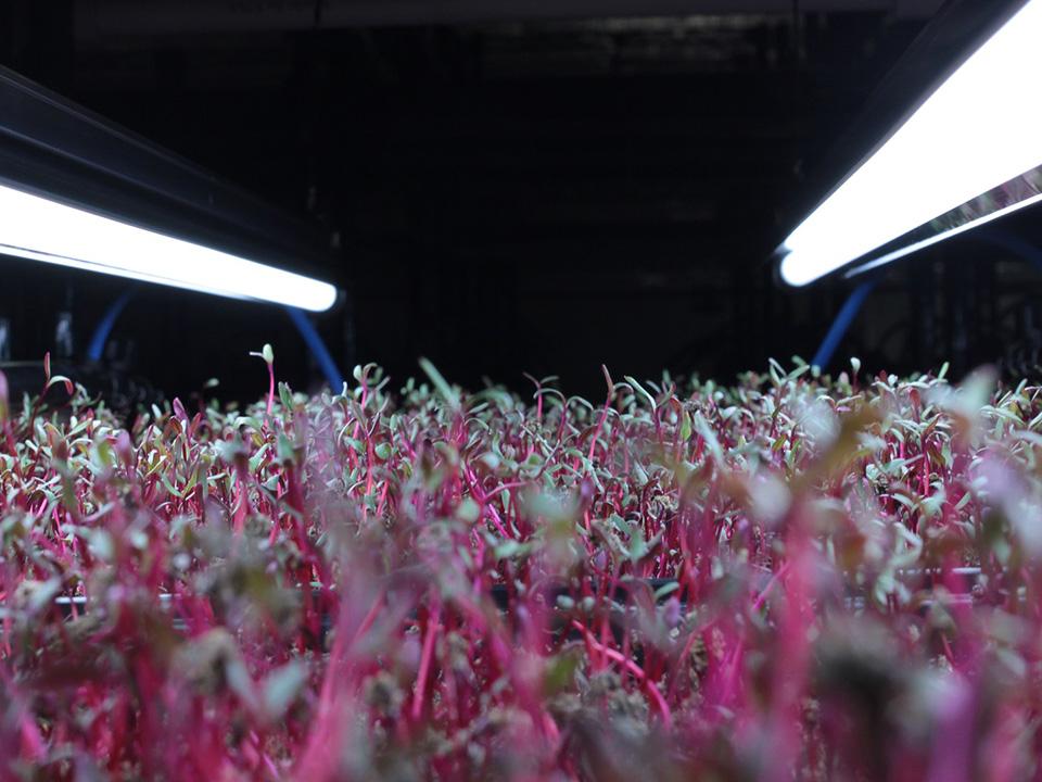 Ready to harvest microgreens under two Grow Lights