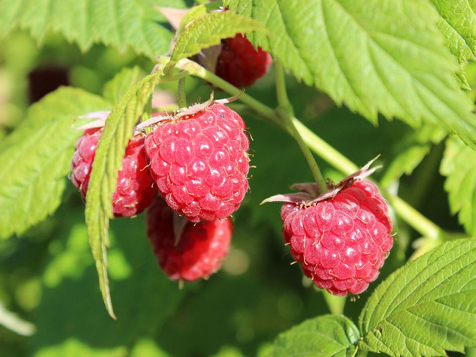 Planted ripe raspberries