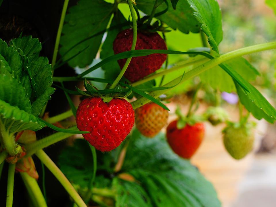 Planted green and red strawberries