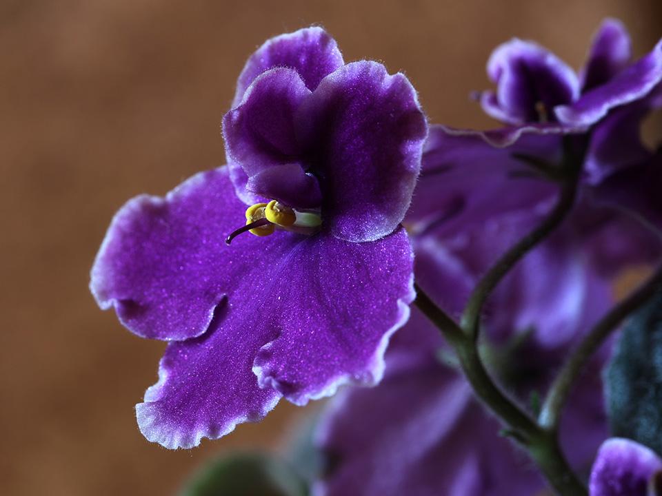 A blooming African Violet Flower