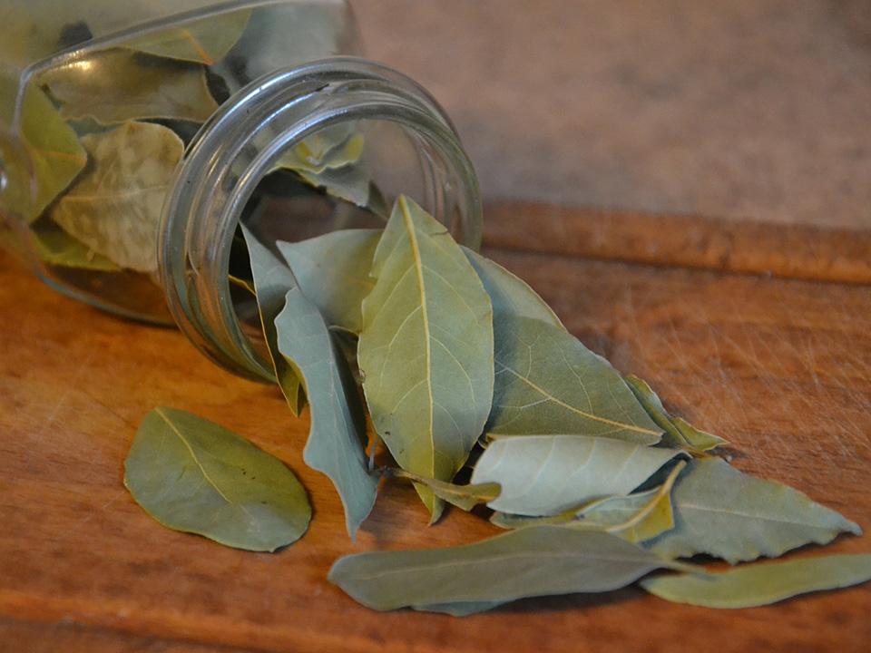 Dried Bay Laurel Leaves from a Jar