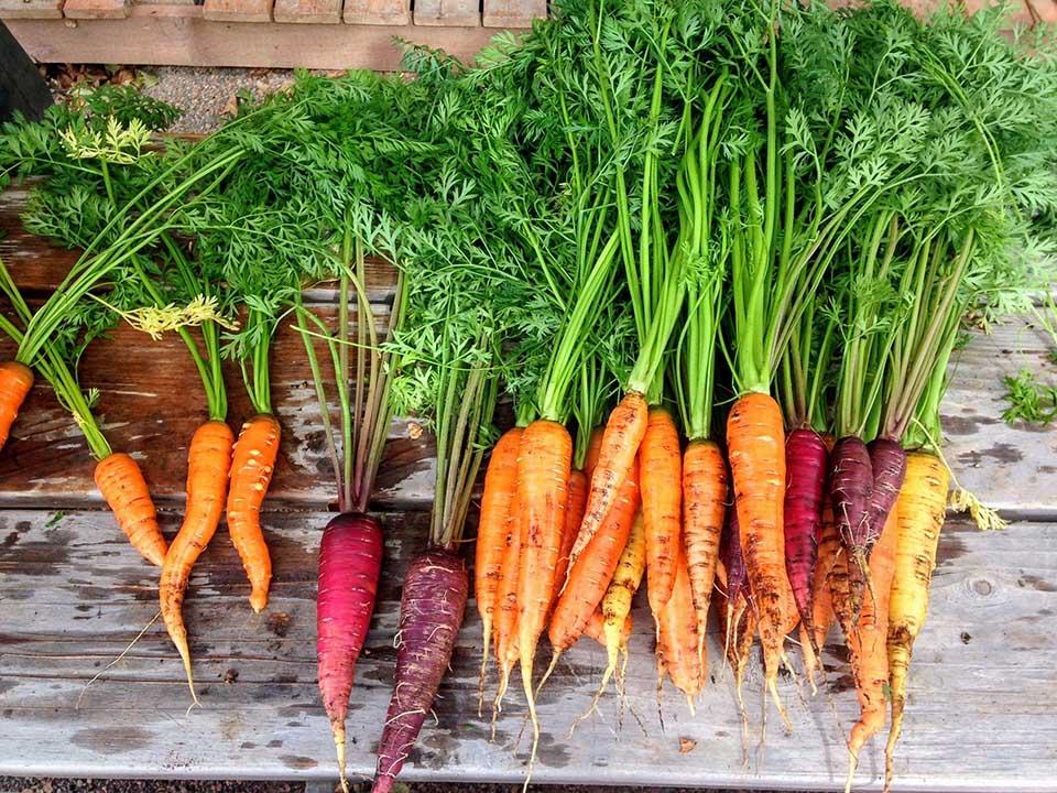 Harvested several species of carrots