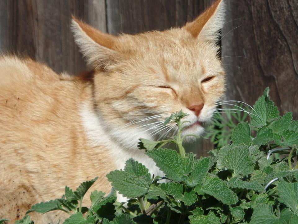 A yellow cat playing with catnip herb