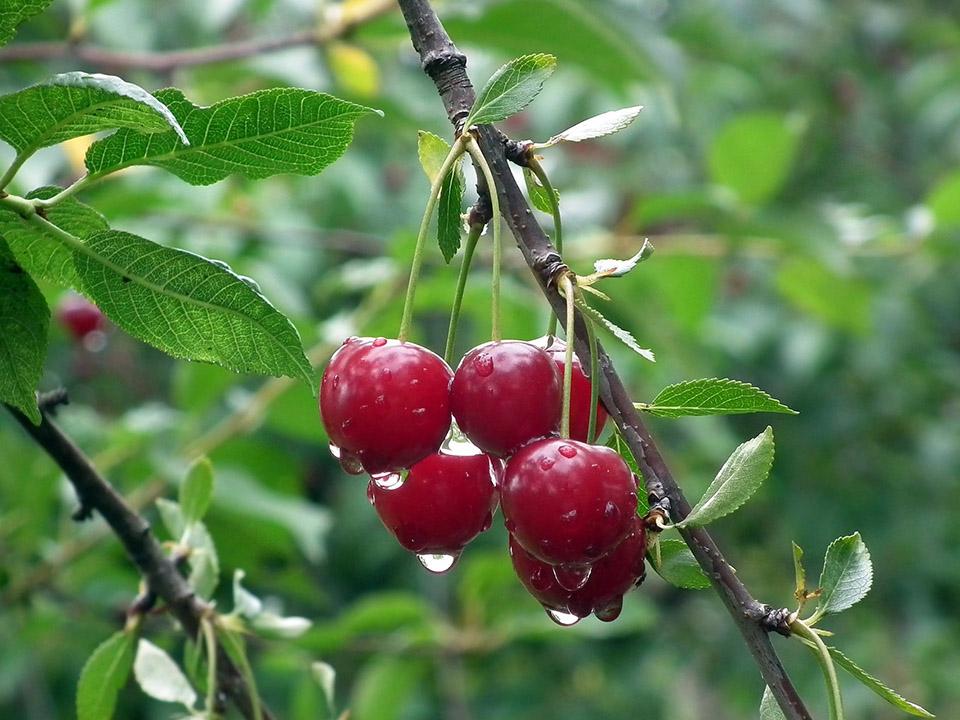 Several pieces of cherries still attached to stem