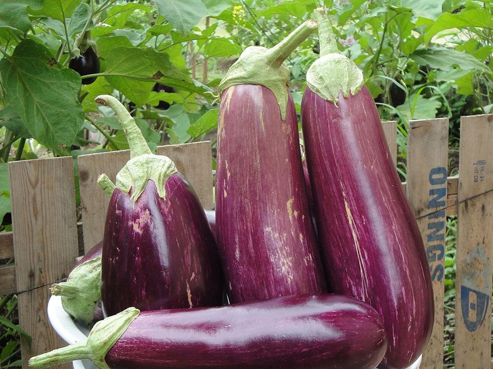 Four fresh eggplants with a garden background