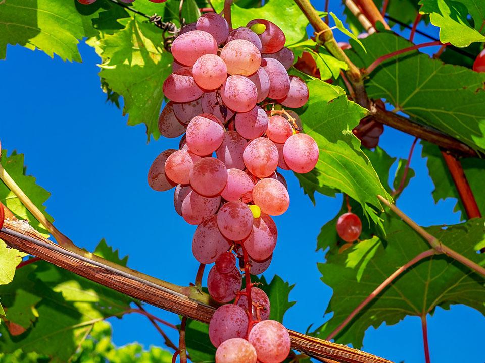 Ready to pick ripe grapes