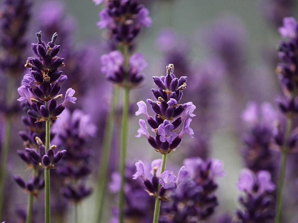 Lavender blooms