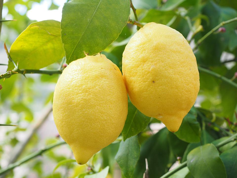 Two lemons attached to a stem