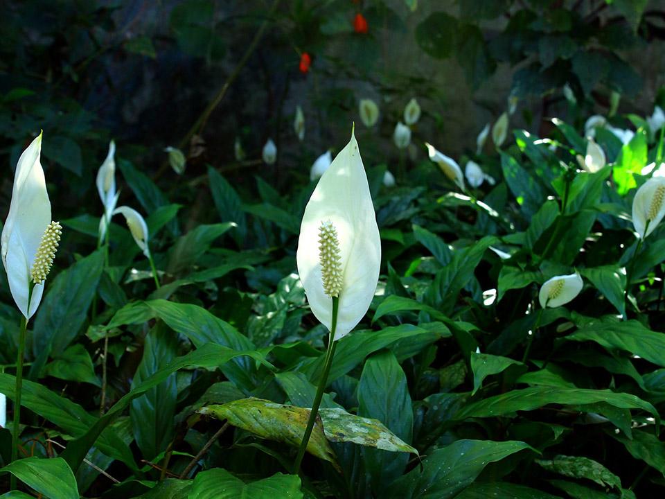 Planted White Fully Grown Peace Lilies